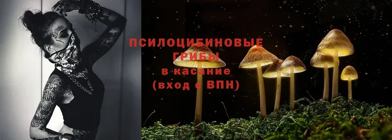 Галлюциногенные грибы Psilocybe  Кедровый 